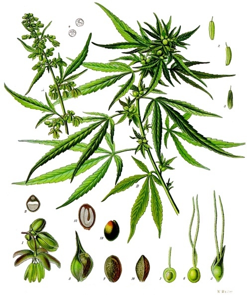 Viva Chanvre Cannabis Sativa (Wikipédia)